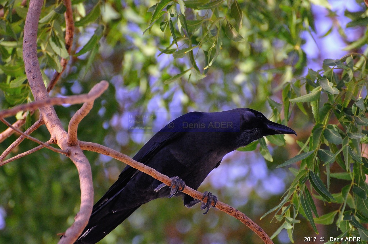 Corneille mantelee Corvus cornix-Safaga Menaville-0m-20171124-Denis-ADER-DSC_3922_tn.jpg